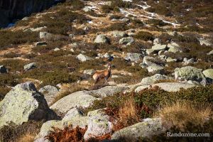 Isards dans la valle du Marcadau