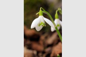 Perce neige sur le plateau de l'Aubrac