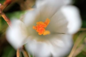 Crocus sur le plateau de l'Aubrac