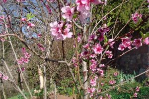 Fleurs et burgeons de brugonnier