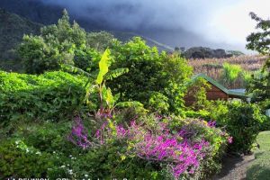 LA REUNION