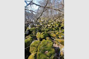 Coule de lave de Roquelaure