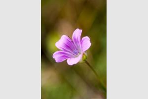 Fleur des Pyrnes