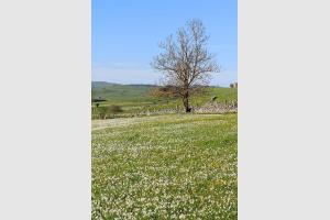 Les fleurs sont de sortie sur le plateau de l'Aubrac