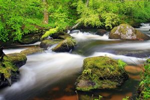 Cours d'eau dans la fort de Huelgoat