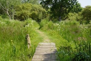 Trbeurden, les marais de Quellen
