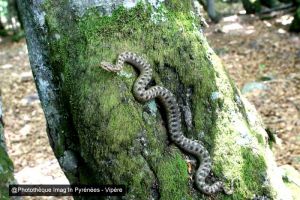 Vipre aspic