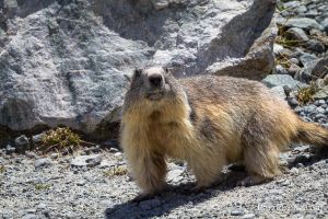 Marmotte curieuse au lac du Glacier d'Arsine