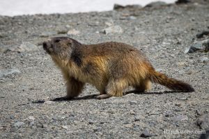 Une belle marmotte au bord du lac