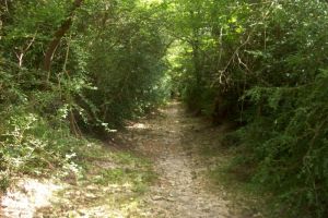 Sentier dans la fort