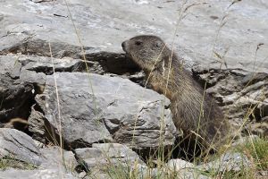 Jeune marmotte juste avant le cirque d'Estaub
