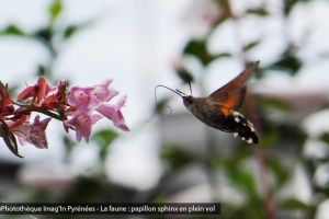 Sphinx en plein vol