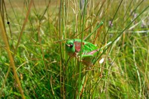 Trs vert, on le confondrait presque avec l'herbe !