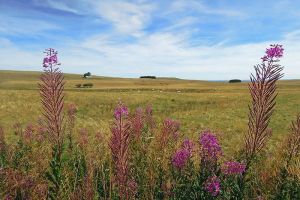 Terre d'Aubrac (ct Lozre)