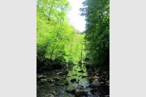 Verdure et fraicheur sont au rendez vous dans le trou de Bozouls