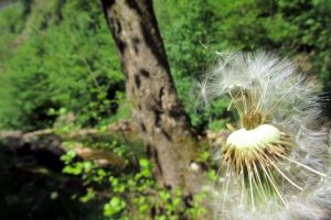 Dans le trou de Bozouls il y a des fleurs...