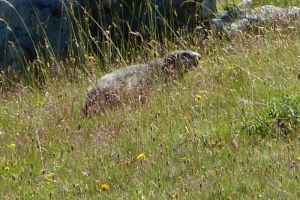 Sur le chemin du Lac d'Allos