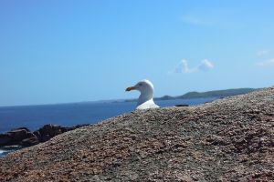 Mouette en Bretagne