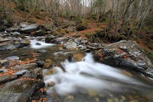 Photos de cascades dans une fort des Hautes-Pyrnes