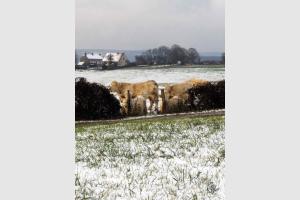 LES GNISSES DU FAUBOURG ST JACQUES