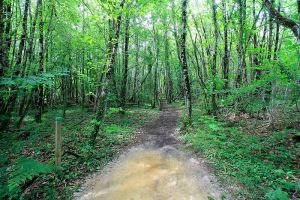 Balade dans la forêt en Dordogne Miniature