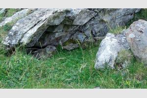 Marmotte cache sous un rocher, Pyrnes