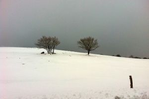 Paysage d'Aubrac enneig, prs de Laguiole