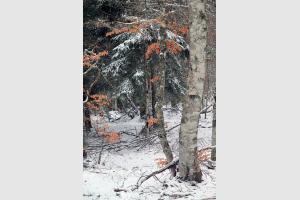 Neige, arbres et feuilles