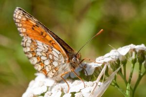 Papillon dans les Pyrnes