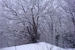 La neige est  nouveau tombe en Aveyron