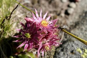 Joubarbe dans les Alpes, lac Laramon