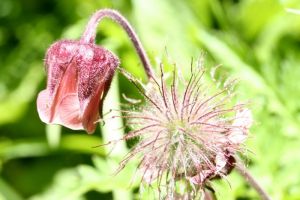 Flore dans les Alpes, randonne au Lac Laramon