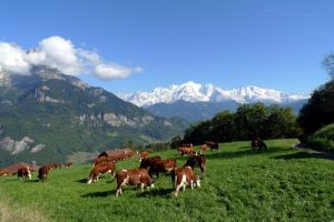 Le Mont Blanc, vu d'au dessus de Sallanches, Alpes Franaises