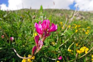 Flore des Alpes