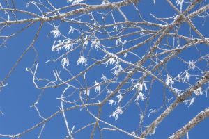 hiver
