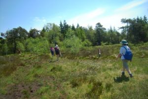Fagnes