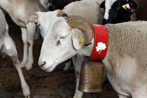 Moutons des Pyrnes