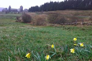 Jonquilles devant le village d'Aubrac, Aveyron