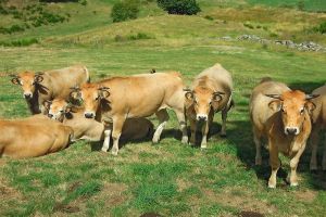 Vache de race Aubrac, sur le Plateau de l'Aubrac