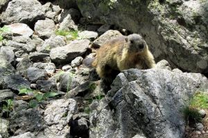 Marmotte curieuse, au Lac du Lauvitel