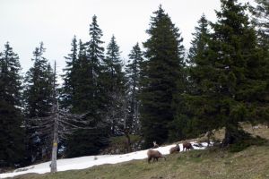 Harde de chamois
