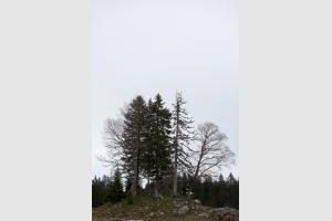 Monticule d'arbres