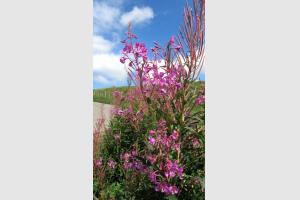 Flore sur l'Aubrac, Lozre
