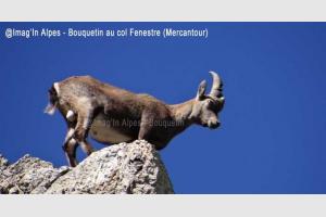 Bouquetin