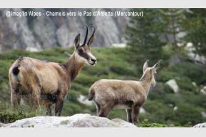 Chamois