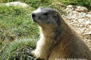 Marmotte dans le Mercantour