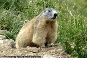Marmotte