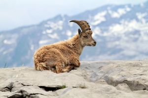 Bouquetin qui se repose