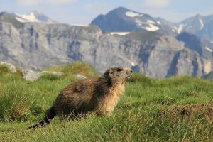 Jeune marmotte au pic de la Pahule