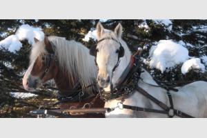 Randonne questre en traineau dans la neige